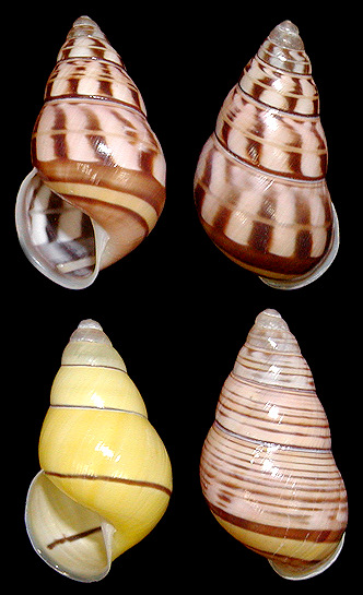 Amphidromus sowerbyi form niasensis