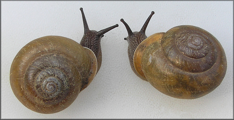 Mesodon zaletus (A. Binney, 1837) Toothed Globe