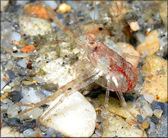 Squat Lobster (Family Galatheidae)