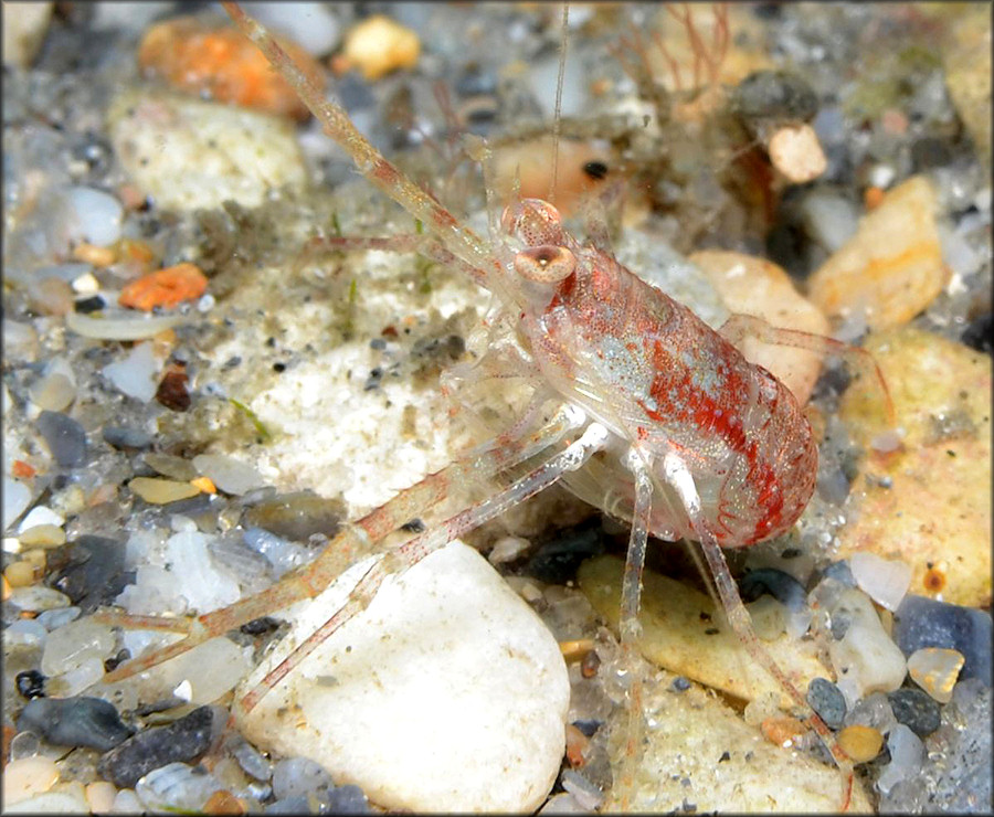 Squat Lobster (Family Galatheidae)