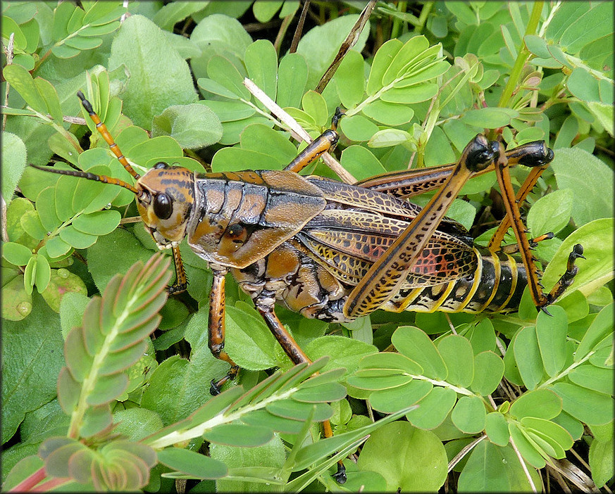 Eastern Lubber Grasshopper [Romalea microptera]