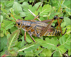    This large specimen was photographed near the Outback Crab Shack at the intersection of SR-13 and Six Mile Creek in western St. Johns County, Florida on 8/16/2009.