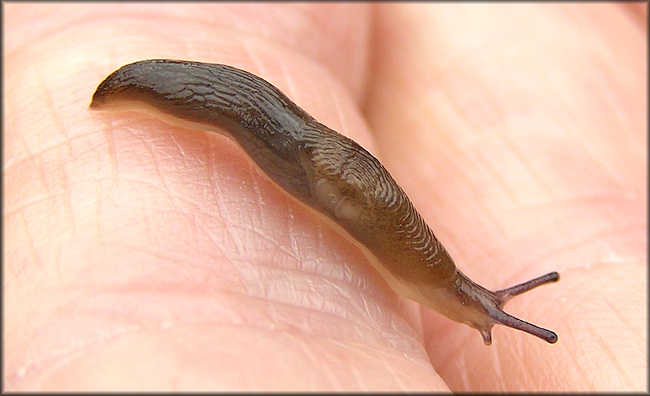 Deroceras laeve (Mller, 1774) Meadow Slug