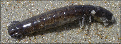 Coronis excavatrix Mantis Shrimp - dorsal view