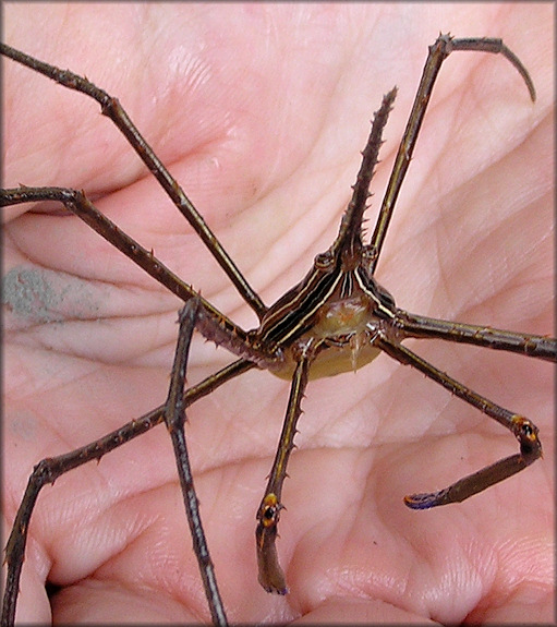 Stenorhynchus seticornis Yellowline Arrow Crab