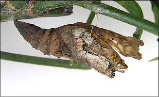 Giant Swallowtail [Papilio cresphontes] Chrysalis