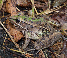 Southern Leopard Frog [Rana sphenocephala utricularia]