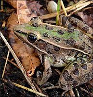 Southern Leopard Frog [Rana sphenocephala utricularia]