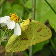 Cloudless Sulphur [Phoebis sennae]