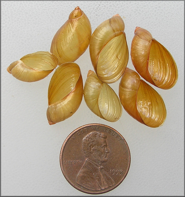 Oxyloma retusum (I. Lea, 1834) Blunt Ambersnail