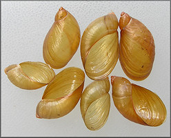 Oxyloma retusum (I. Lea, 1834) Blunt Ambersnail