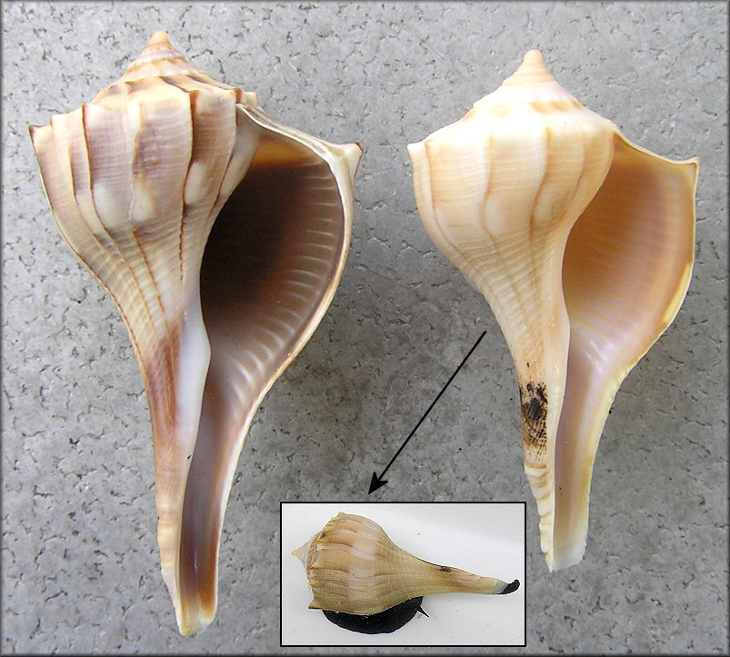 Reverse Coiled Busycon perversum (Linnaeus, 1758) Lightning Whelk