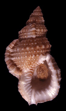Tritonoranella ranelloides (Reeve, 1844) Fine-scuplted Frogsnail