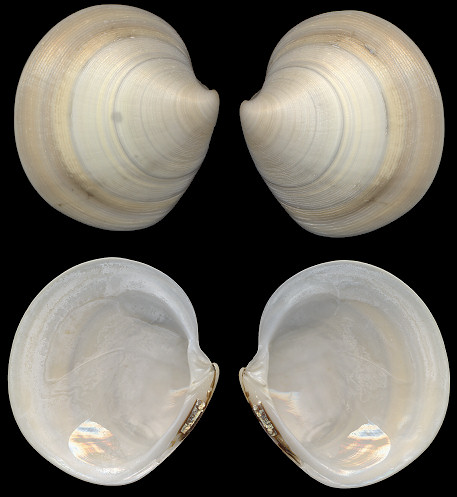 Dosinia discus (Reeve, 1850) Disc Dosinia
