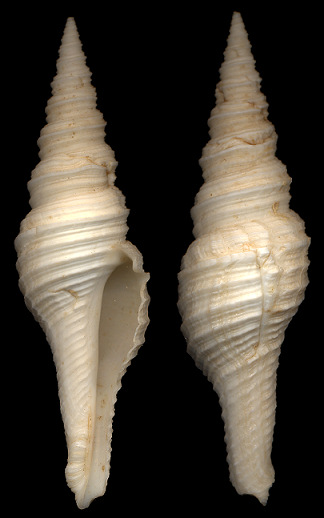 Polystira albida  (G. Perry, 1811) White Giant-turris
