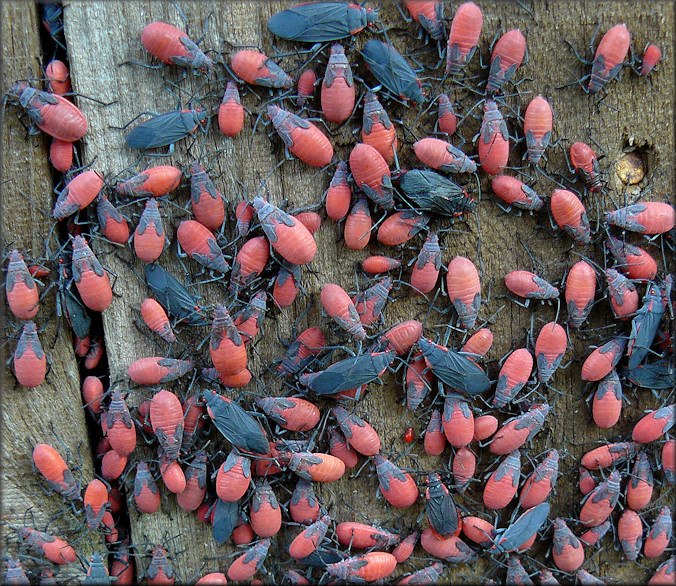 "Soapberry Bug" (Jadera haematoloma)