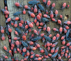 "Soapberry Bug" (Jadera haematoloma)