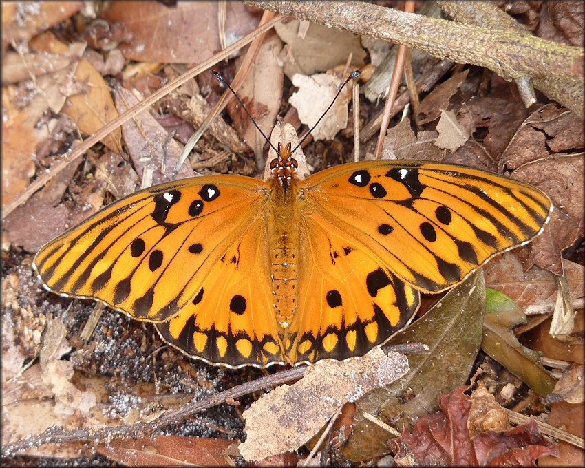 Gulf Fritillary [Agraulis vanillae]