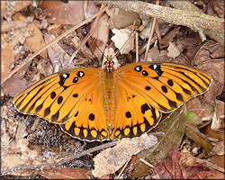 Gulf Fritillary [Agraulis vanillae]