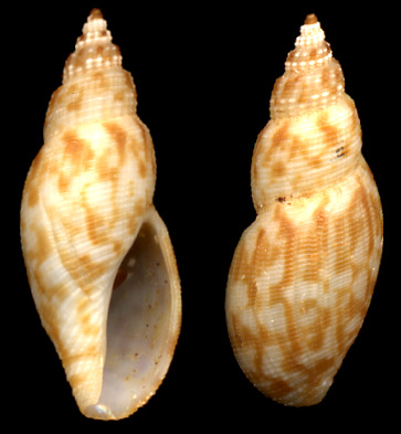 Daphnella lymneiformis (Kiener, 1840) Volute Daphnelle 