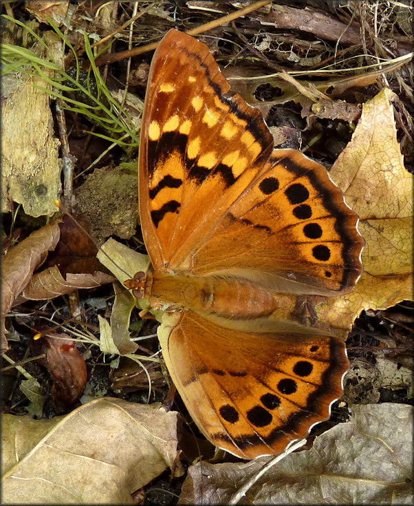 Tawny Emperor [Asterocampa clyton]