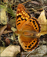 Tawny Emperor [Asterocampa clyton]