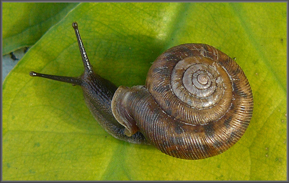 Living Daedalochila auriculata (Say, 1818) (9/7/2008)