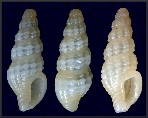 Steironepion minor (C. B. Adams, 1845)