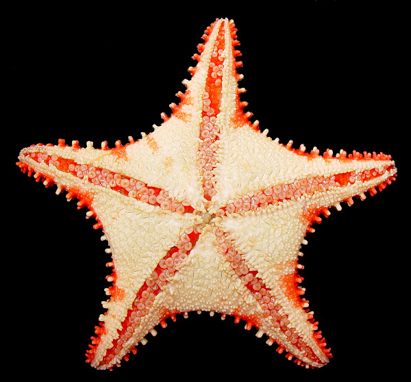 Hippasteria species A "Aleutian Spiny Star"