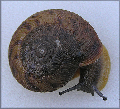 Anguispira alternata (Say, 1817) Flamed Tigersnail