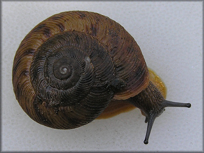 Anguispira alternata (Say, 1817) Flamed Tigersnail