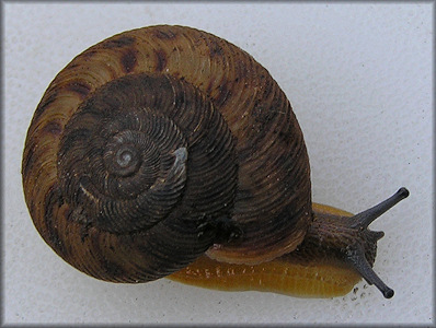 Anguispira alternata (Say, 1817) Flamed Tigersnail