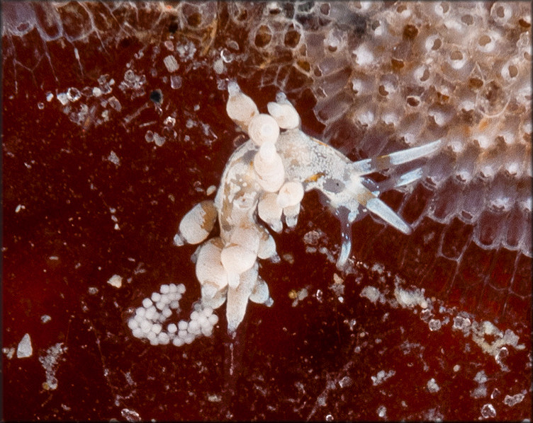 Eubranchus species