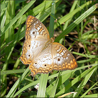 White Peacock [Anartia jatrophae]