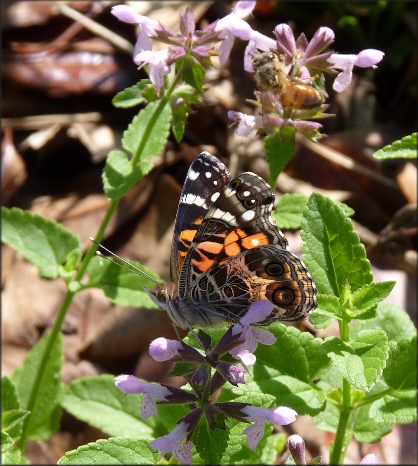 Red Admiral [Vanessa atalanta]