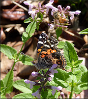 Red Admiral [Vanessa atalanta]