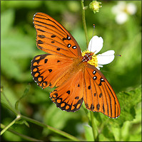 Gulf Fritillary [Agraulis vanillae]