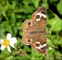 Common Buckeye [Junonia coenia]