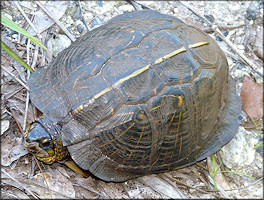 Florida Box Turtle [Terrapene carolina bauri]