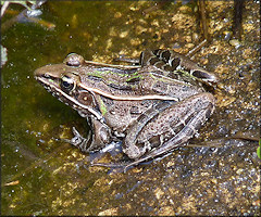 Southern Leopard Frog [Rana sphenocephala utricularia]