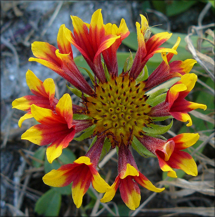 Gaillardia [Gaillardia pulchella] 