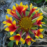 Gaillardia [Gaillardia pulchella] 