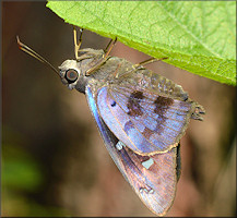 Hammock Skipper [Polygonus leo]