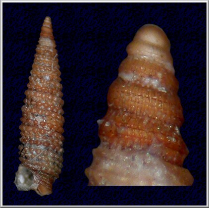 Sagenotriphora osclausum Roln and Fernndez-Garcs, 1995 