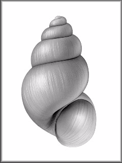 Aphaostracon rhadinum F. Thompson, 1968 Slough Hydrobe