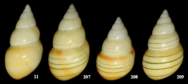 Liguus fasciatus aurantius Clench, 1929