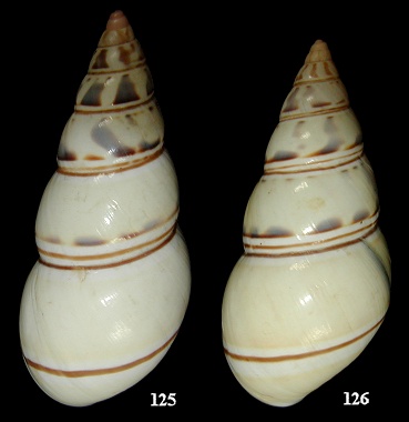 Liguus fasciatus graphicus Pilsbry, 1912