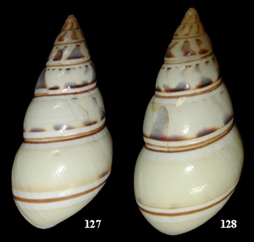 Liguus fasciatus graphicus Pilsbry, 1912