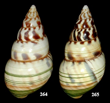 Liguus fasciatus splendidus Frampton, 1932