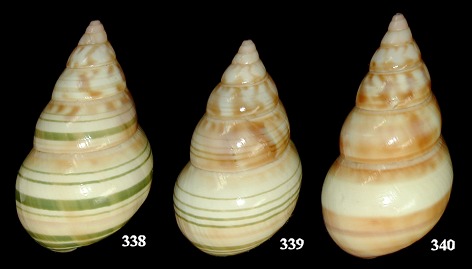 Liguus fasciatus wintei Humes, 1954